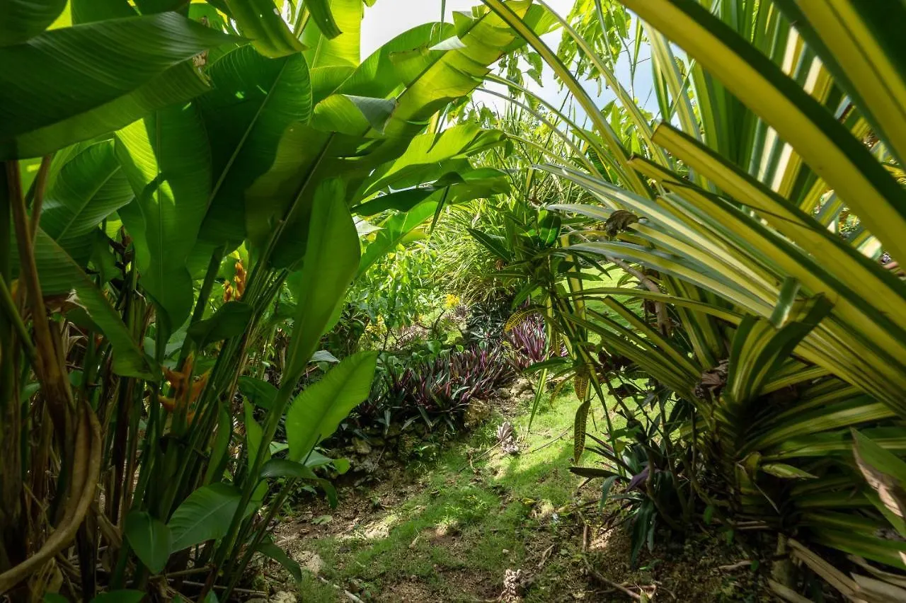 Apartment Coyaba 1 Bedroom Unit - Embrace Tranquility In The Hanover Countryside Orange Bay Jamaica